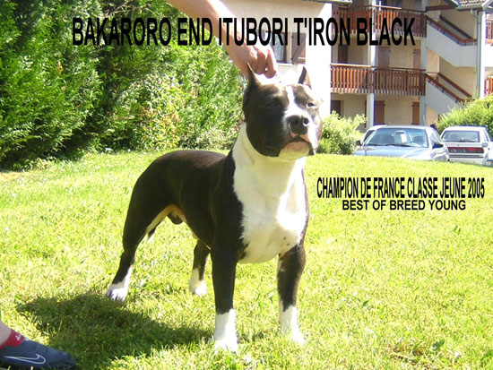 Bakaroro end Itubori T'Iron Black